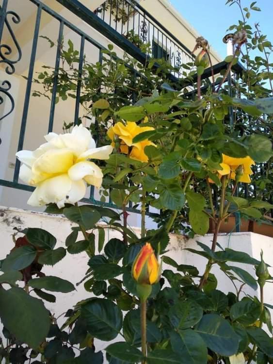 Rosegarden Villa Sami  Exterior photo